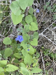 Jacquemontia abutiloides