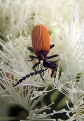 Pseudolycus torridus