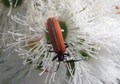 Pseudolycus torridus