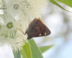 Trapezites symmomus