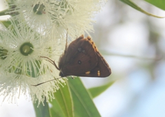Trapezites symmomus