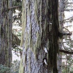 Alectoria sarmentosa