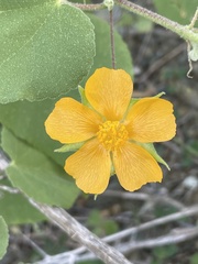 Abutilon californicum
