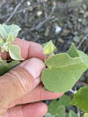 Abutilon californicum
