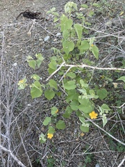 Abutilon californicum