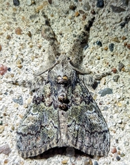 Dasychira meridionalis