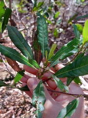Elaeocarpus reticulatus
