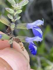 Salvia cedrosensis
