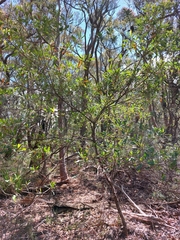 Elaeocarpus reticulatus