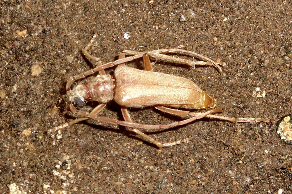 Apatophysis