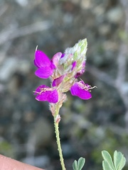Dalea brandegeei