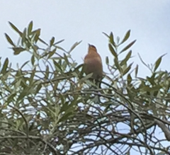 Fringilla coelebs gengleri