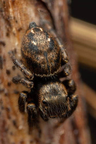 Vaivorykštinis musėgaudis nuotrauka