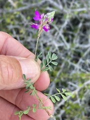 Dalea brandegeei