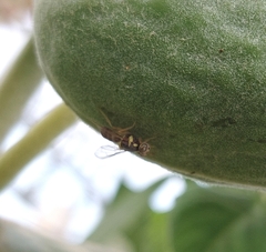 Dacus persicus