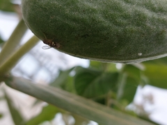 Dacus persicus