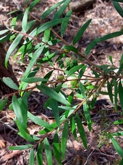 Persoonia mollis