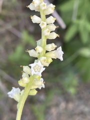 Varronia curassavica