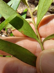 Persoonia mollis