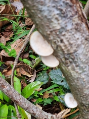 Hexagonia