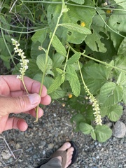 Varronia curassavica