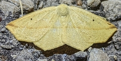 Tetracis crocallata
