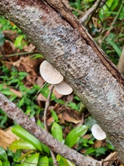 Hexagonia