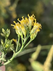 Xylothamia diffusa