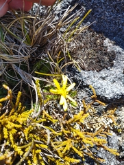Brachyglottis bellidioides