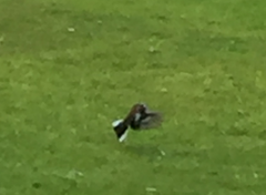 Fringilla coelebs gengleri