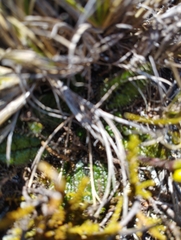 Brachyglottis bellidioides