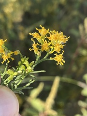Xylothamia diffusa