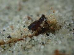 Philocheras australis