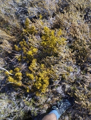 Halocarpus bidwillii