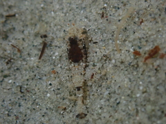 Philocheras australis