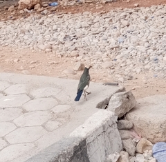 Lamprotornis albicapillus