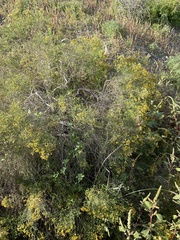 Xylothamia diffusa