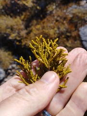 Halocarpus bidwillii