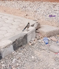 Lamprotornis albicapillus
