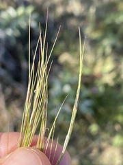 Aristida adscensionis