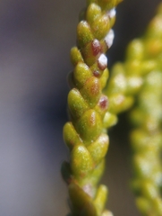 Halocarpus bidwillii