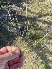 Aristida adscensionis