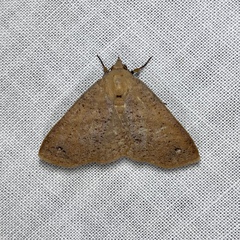 Ophyx eurrhoa