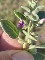 Pseudorontium cyathiferum