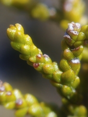 Halocarpus bidwillii
