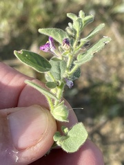 Pseudorontium cyathiferum