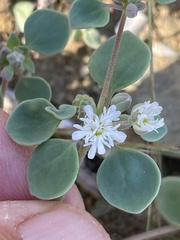 Drymaria holosteoides