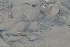 Rhinichthys atratulus