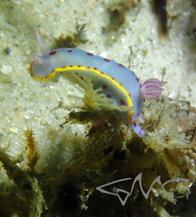 Hypselodoris bennetti