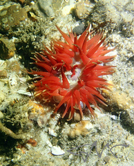 Phlyctenanthus australis